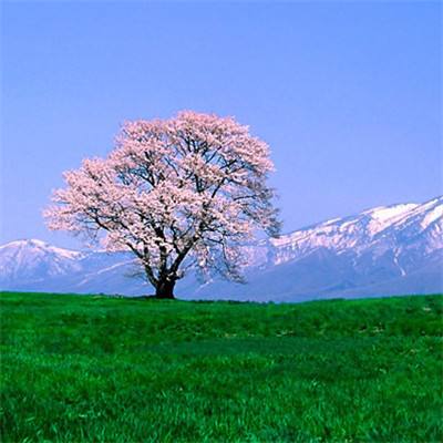 决战长空steam版下载